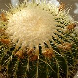 Echinocactus (see-voir Kroenleinia)